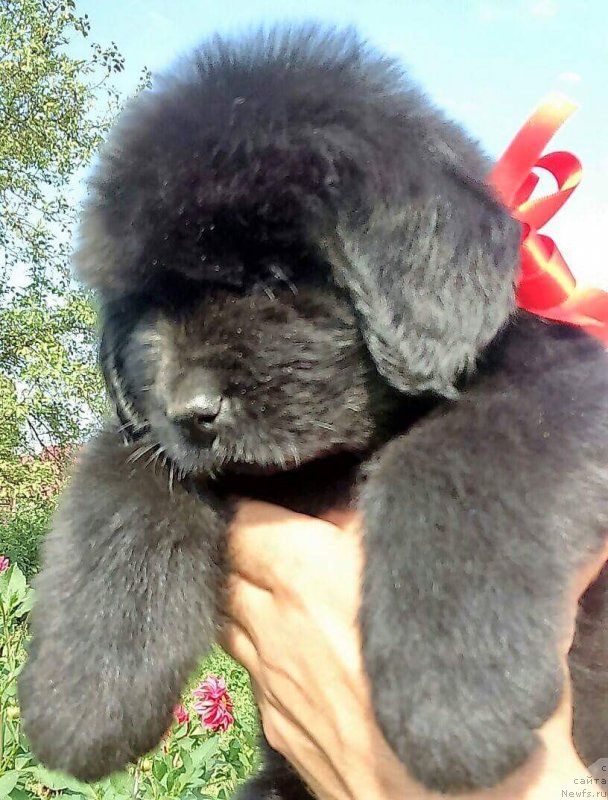 Фотография № 229519