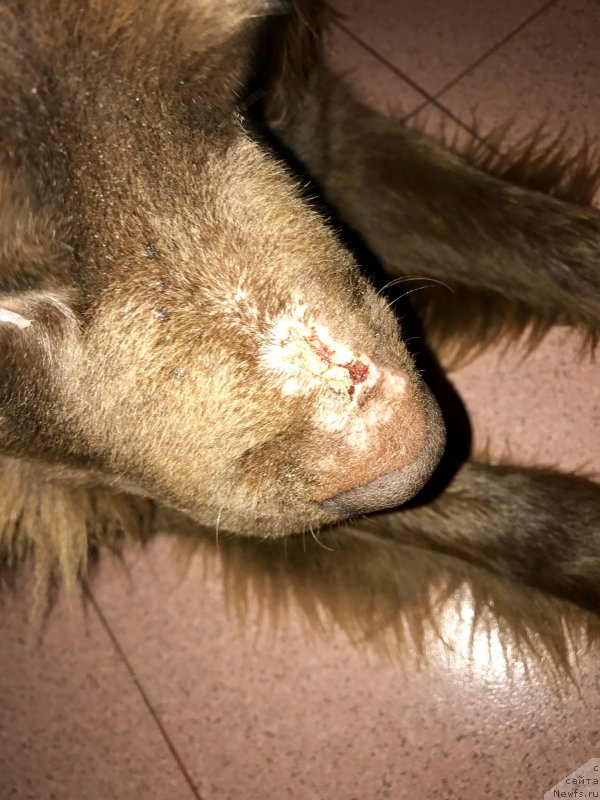 Фото: ньюфаундленд Brownblood MSK Happy Teddy (Браунблад МСК Хэппи Тедди)