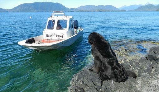 Фото: ньюфаундленд Chernaya Mafia Аngel Among Us (Черная Мафия Ангел Амонг Ус)