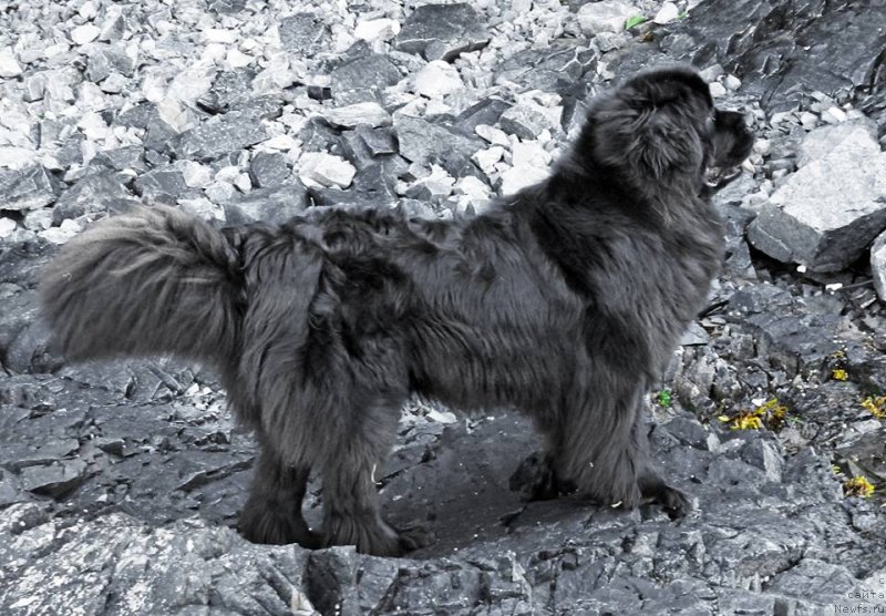 Фото: ньюфаундленд Chernaya Mafia Аngel Among Us (Черная Мафия Ангел Амонг Ус)