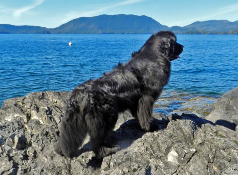 Фото: ньюфаундленд Chernaya Mafia Аngel Among Us (Черная Мафия Ангел Амонг Ус)