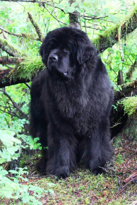 Фото: ньюфаундленд Chernaya Mafia Аngel Among Us (Черная Мафия Ангел Амонг Ус)