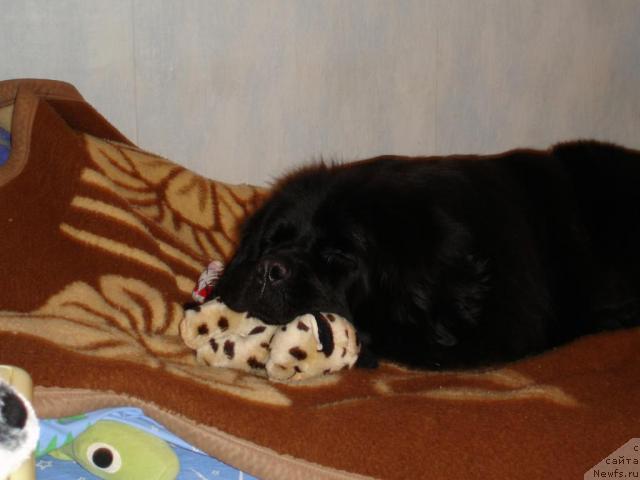 Фото: ньюфаундленд CHansi iz Zolotogo Treugol'nika (Чанси из Золотого Треугольника)