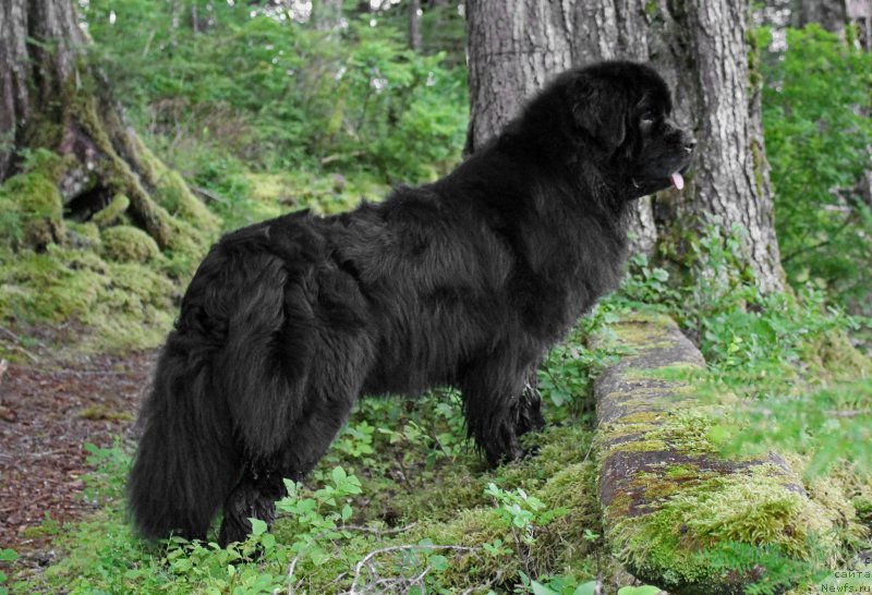 Фотография № 229533