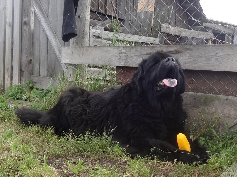 Фото: ньюфаундленд N'yufort Uitni Tradiciya Legendyi (Ньюфорт Уитни Традиция Легенды)