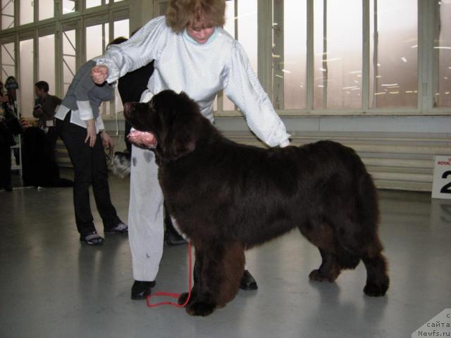 Фото: ньюфаундленд Do Sing With Deejay de L'Etoile de Cyrice