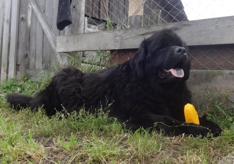 Фото: ньюфаундленд N'yufort Uitni Tradiciya Legendyi (Ньюфорт Уитни Традиция Легенды)