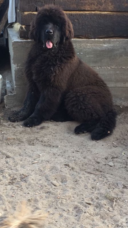 Фото: ньюфаундленд N'yufort Landau (Ньюфорт Ландау)