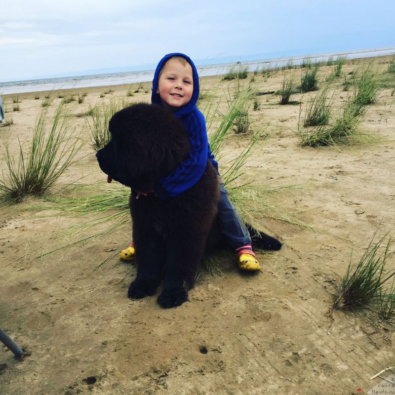 Фото: ньюфаундленд N'yufort Landau (Ньюфорт Ландау)