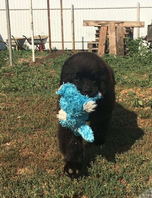 Фото: ньюфаундленд N'yufort Leonardo (Ньюфорт Леонардо)