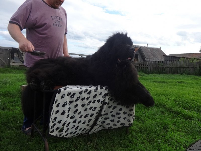 Фото: ньюфаундленд N'yufort Carica Nochi (Ньюфорт Царица Ночи)
