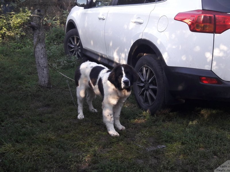 Фотография № 229554