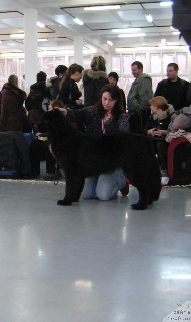 Фото: ньюфаундленд Piternyuf Zhizn' Horosha (Питерньюф Жизнь Хороша)