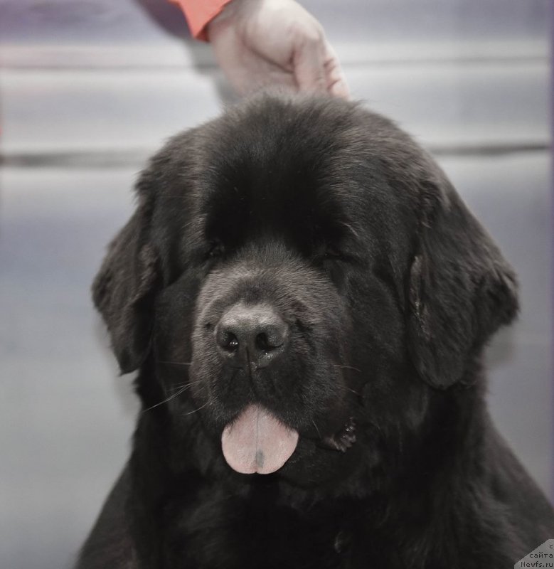Фото: ньюфаундленд Medovaya Milleti Vnushka Lady (Медовая Милетти Внучка Леди)