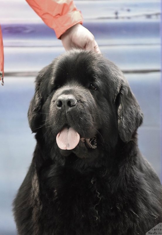 Фото: ньюфаундленд Medovaya Milleti Vnushka Lady (Медовая Милетти Внучка Леди)