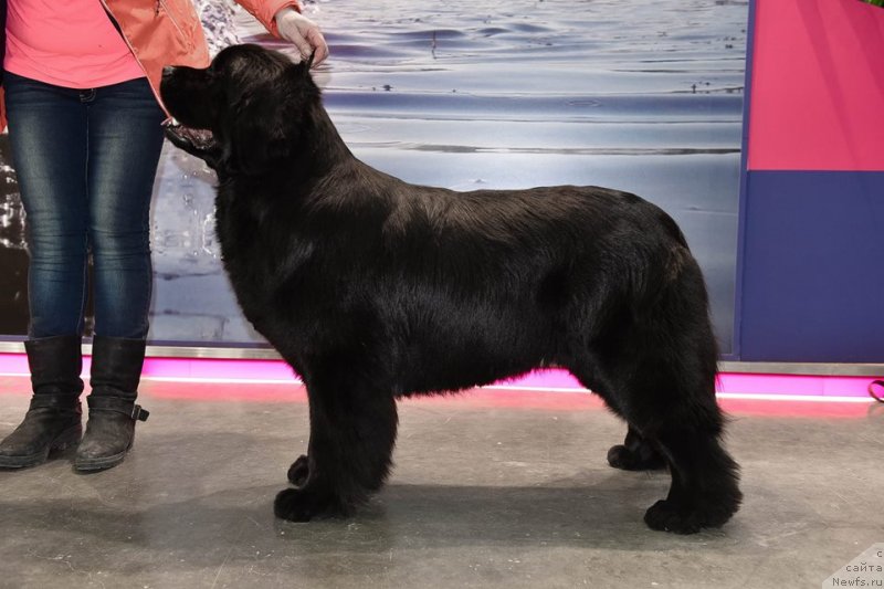 Фото: ньюфаундленд Medovaya Milleti Vnushka Lady (Медовая Милетти Внучка Леди)