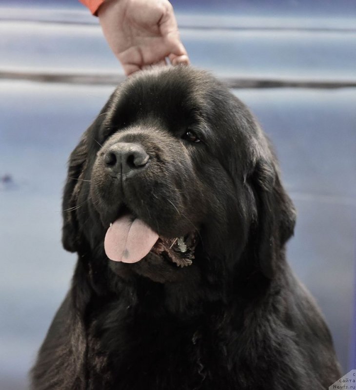 Фото: ньюфаундленд Medovaya Milleti Vnushka Lady (Медовая Милетти Внучка Леди)