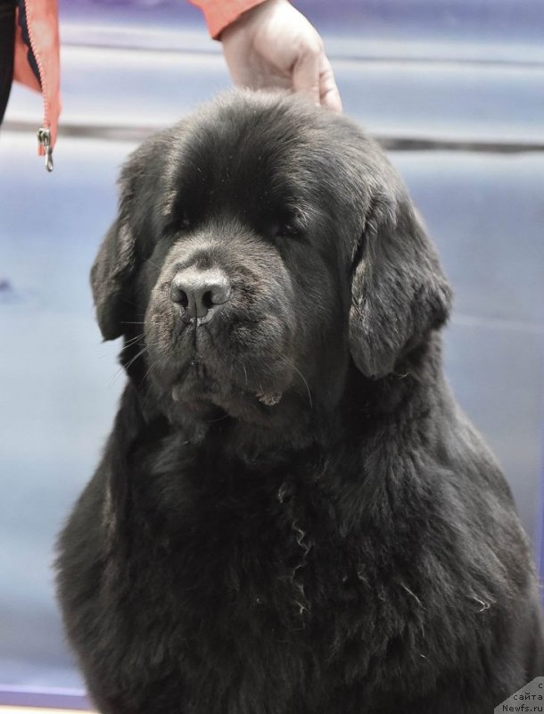 Фото: ньюфаундленд Medovaya Milleti Vnushka Lady (Медовая Милетти Внучка Леди)