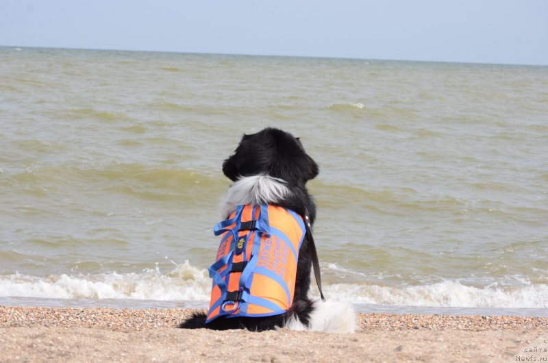 Фотография № 229569