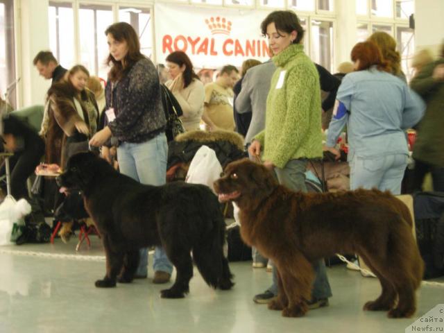 Фото: ньюфаундленд Piternyuf Zhizn' Horosha (Питерньюф Жизнь Хороша), Акудзява Назаровна