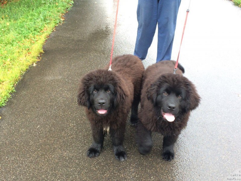 Фотография № 229575