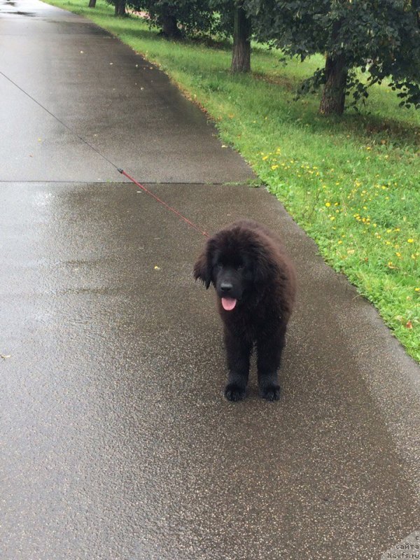 Фотография № 229577