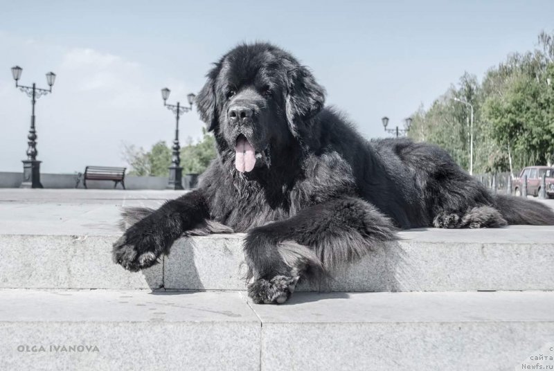 Фото: ньюфаундленд Kiper Soul Layon Hyeert (Кипер Соул Лайон Хэерт)