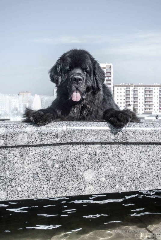 Фото: ньюфаундленд Kiper Soul Layon Hyeert (Кипер Соул Лайон Хэерт)