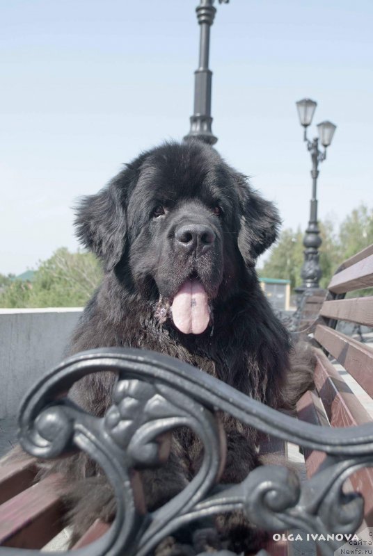 Фото: ньюфаундленд Kiper Soul Layon Hyeert (Кипер Соул Лайон Хэерт)