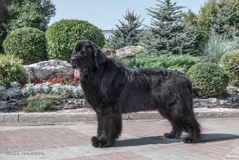 Фото: ньюфаундленд Kiper Soul Layon Hyeert (Кипер Соул Лайон Хэерт)