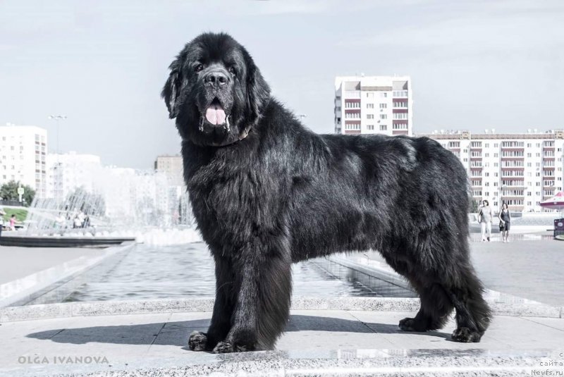 Фото: ньюфаундленд Kiper Soul Layon Hyeert (Кипер Соул Лайон Хэерт)