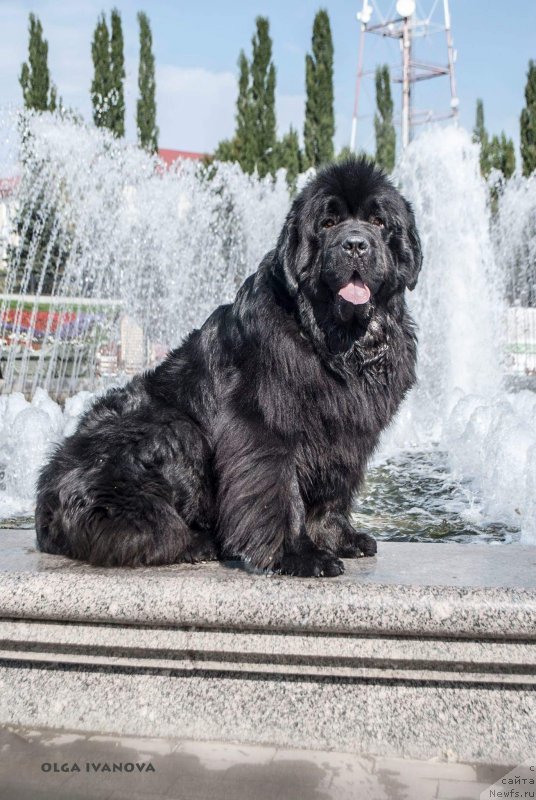 Фото: ньюфаундленд Yupiter Tsar Bogov ot Sibirskogo Medvedja (Юпитер Царь Богов от Сибирского Медведя)