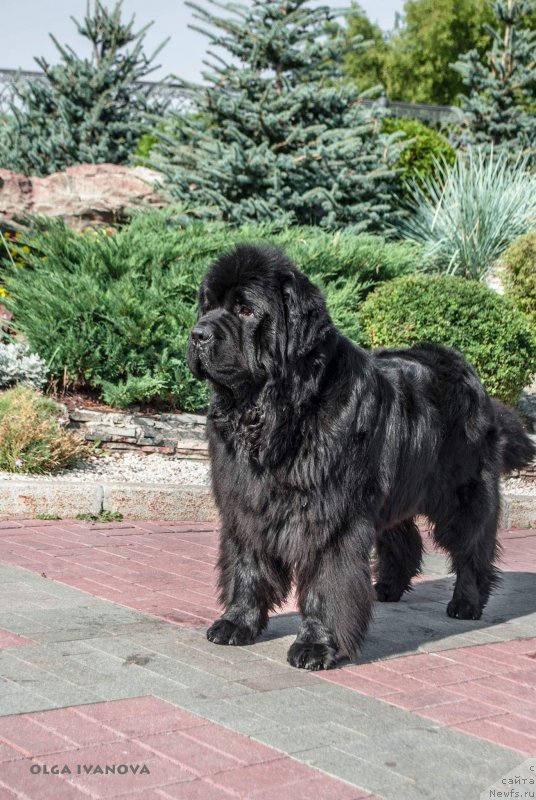 Фото: ньюфаундленд Yupiter Tsar Bogov ot Sibirskogo Medvedja (Юпитер Царь Богов от Сибирского Медведя)