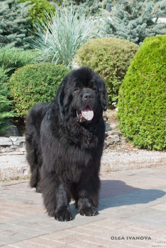 Фото: ньюфаундленд Yupiter Tsar Bogov ot Sibirskogo Medvedja (Юпитер Царь Богов от Сибирского Медведя)