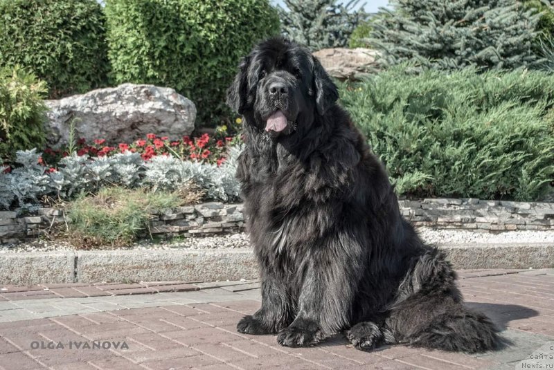 Фото: ньюфаундленд Aquatoriya Kelvin Fiona (Акватория Келвин Фиона)