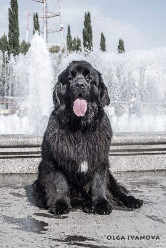 Фото: ньюфаундленд Aquatoriya Kelvin Isaak Newton (Акватория Келвин Исаак Ньютон)