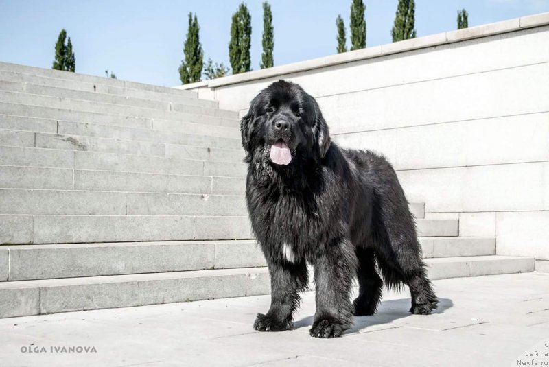 Фото: ньюфаундленд Aquatoriya Kelvin Isaak Newton (Акватория Келвин Исаак Ньютон)