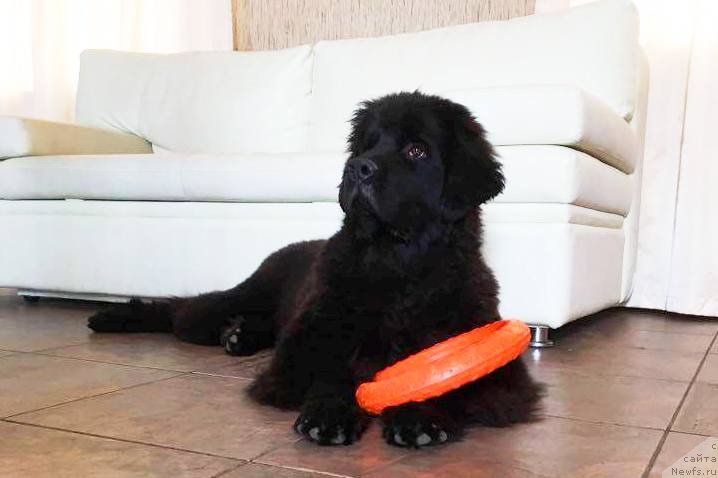 Фото: ньюфаундленд Chernaya Mafia Break The Bank (Черная Мафия Бреак Тхе Банк)