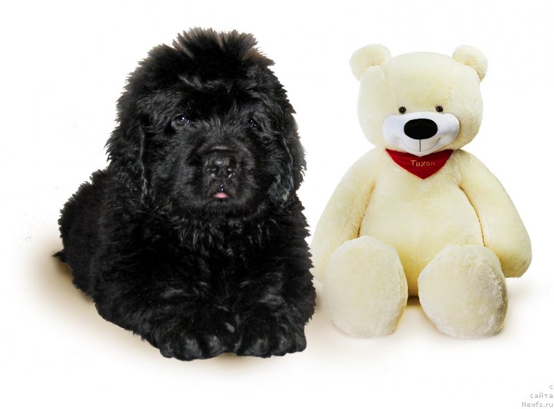 Фотография № 229602