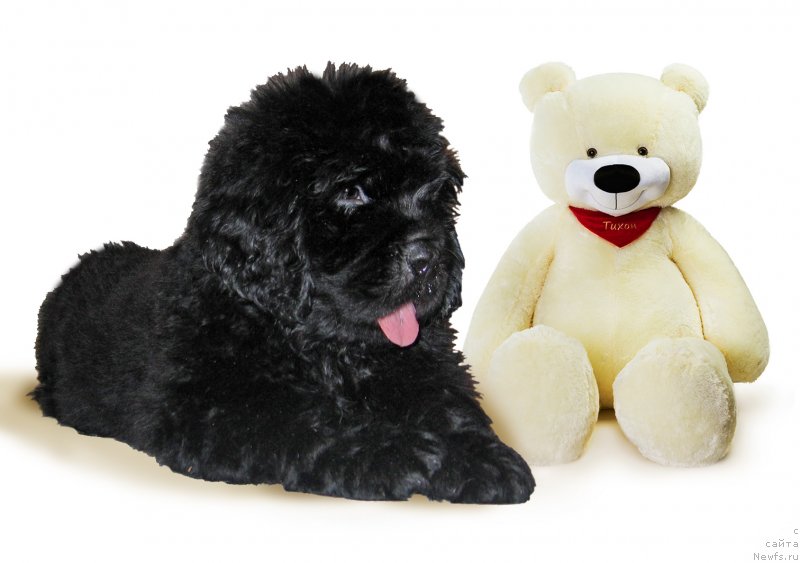 Фото: ньюфаундленд CHeshirskiy Pyos iz Plemeni Kedra (Чеширский Пёс из Племени Кедра)