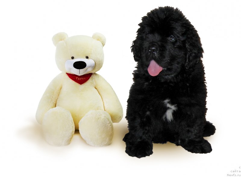 Фотография № 229604