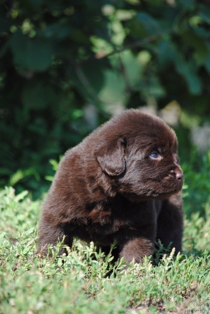 Фото: ньюфаундленд Moya Stihiya Oliver (Моя Стихия Оливер)