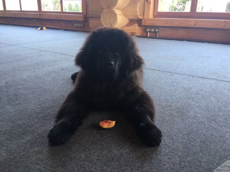 Фотография № 229615