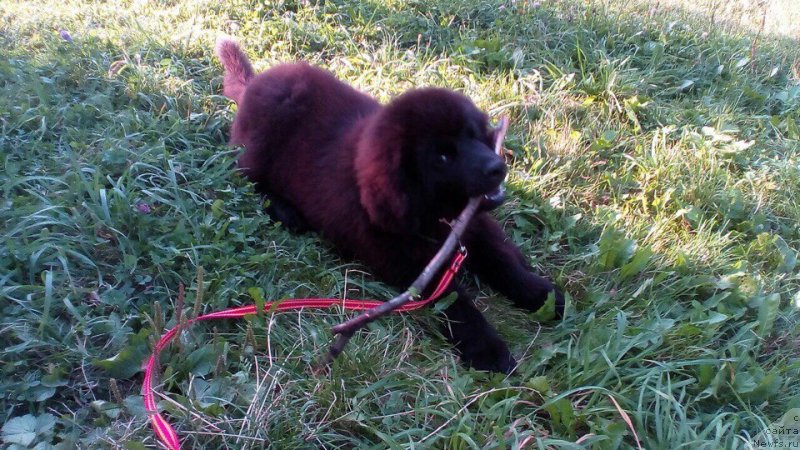 Фотография № 229618