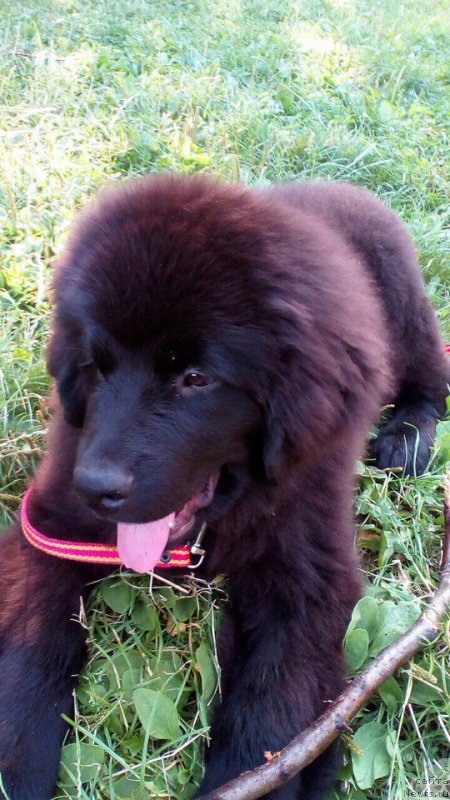 Фотография № 229619