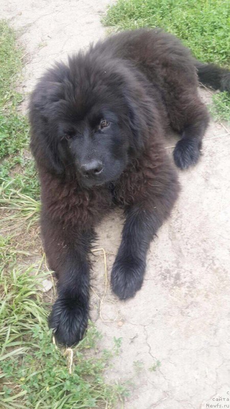 Фотография № 229620