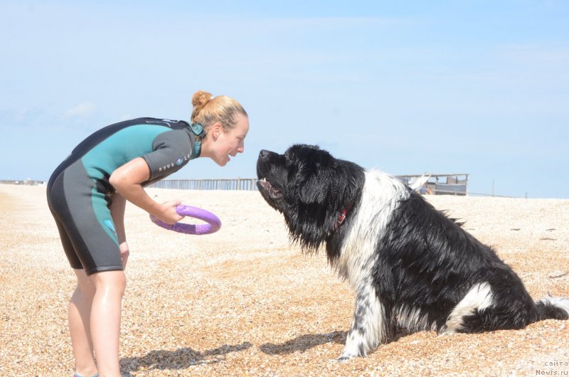 Фото: ньюфаундленд Angels Keeper Nibelung (Энджелс Кипер Нибелунг), Ol'ga Martyinova (Ольга Мартынова)