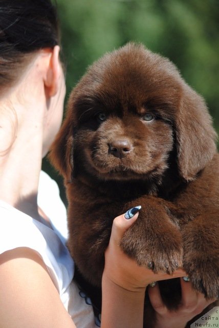 Фотография № 229634