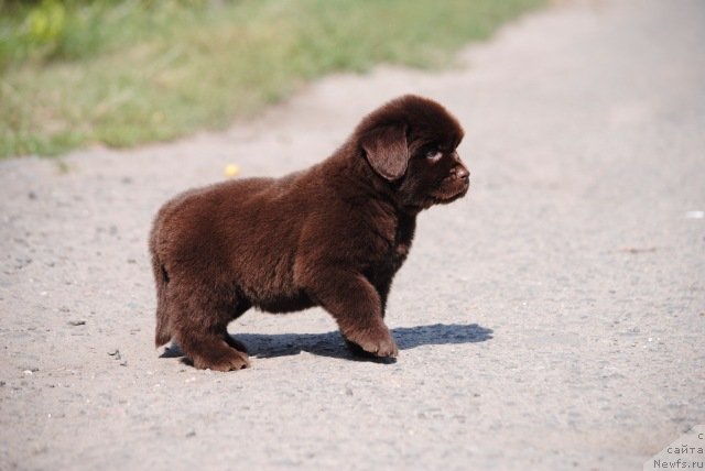 Фото: ньюфаундленд Moya Stihiya On Vey Tiket tu Notte Biar (Моя Стихия Он Вей Тикет ту Нотте Биар)