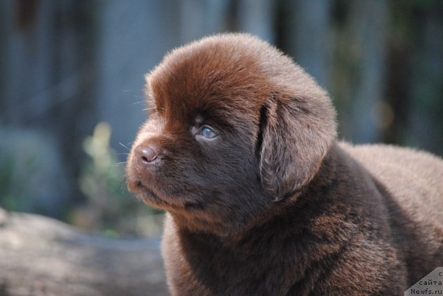 Фото: ньюфаундленд Moya Stihiya On Vey Tiket tu Notte Biar (Моя Стихия Он Вей Тикет ту Нотте Биар)